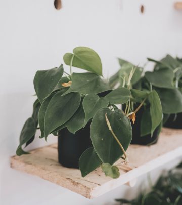 How To Grow And Care For Philodendron herdaceum (Heartleaf Philodendron)