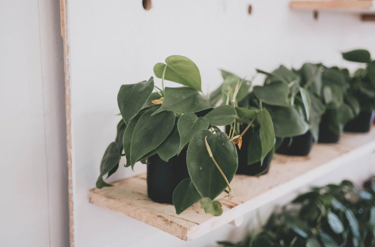 How To Grow And Care For Philodendron herdaceum (Heartleaf Philodendron)