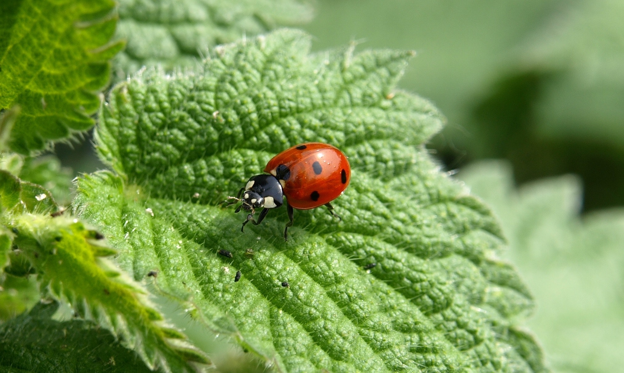 6 Beneficial Bugs You Want To See In Your Veggie Garden | SA Garden and Home