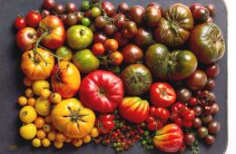 how to grow heirloom tomatoes