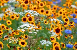 wildflowers western cape