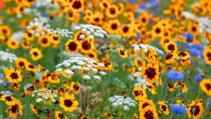 wildflowers western cape