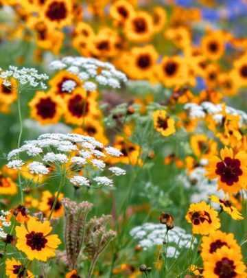 wildflowers western cape