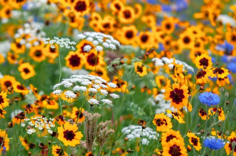 wildflowers western cape