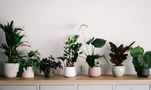 keeping houseplants alive