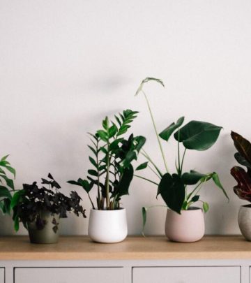 keeping houseplants alive