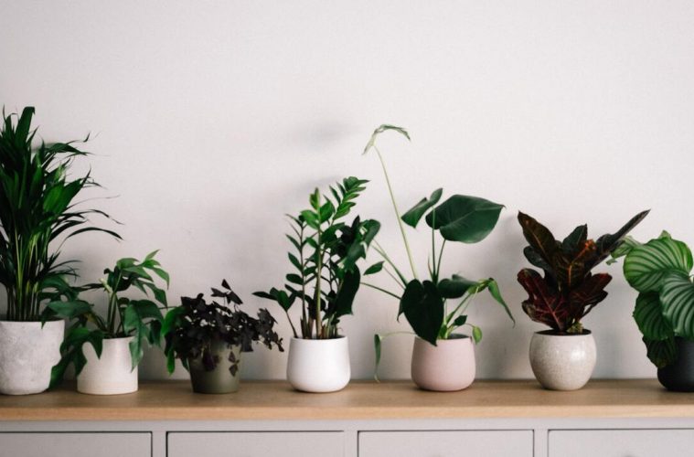 keeping houseplants alive