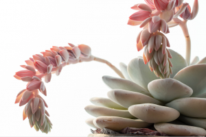 succulents flower