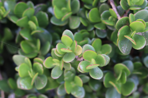 succulents flower