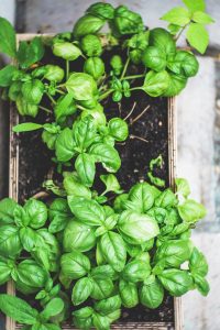 4 easy vegetables for beginner gardeners