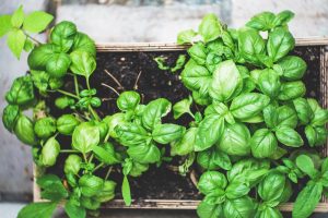 4 easy vegetables for beginner gardeners