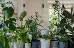 low maintenance house plants for lazy plant parents