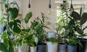 low maintenance house plants for lazy plant parents