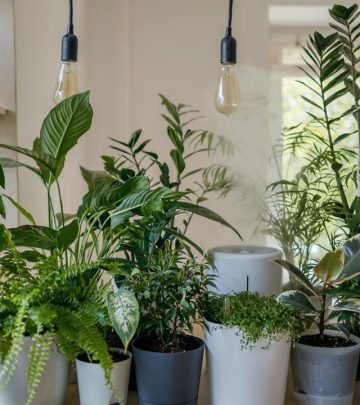 low maintenance house plants for lazy plant parents