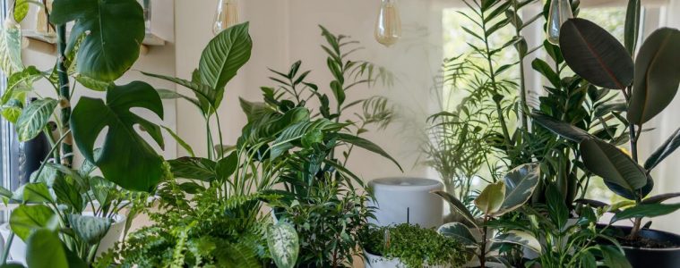 low maintenance house plants for lazy plant parents