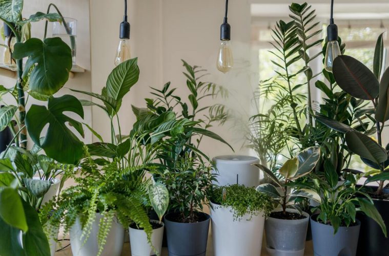 low maintenance house plants for lazy plant parents