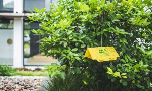 how to keep your garden flourishing while you take a break insect science
