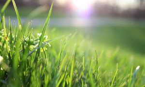 lawn fertiliser