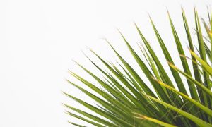 Houseplant Leaves Turning Yellow? Here’s Why