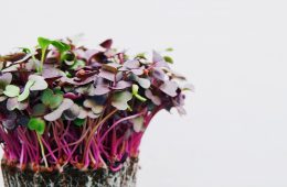 how to grow microgreens