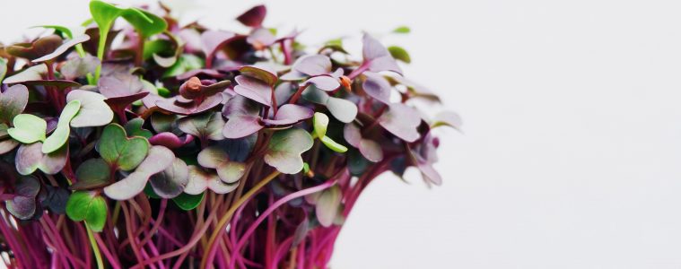 how to grow microgreens