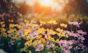 noerdhoek open garden 2022