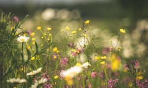 noordhoek open gardens 2022