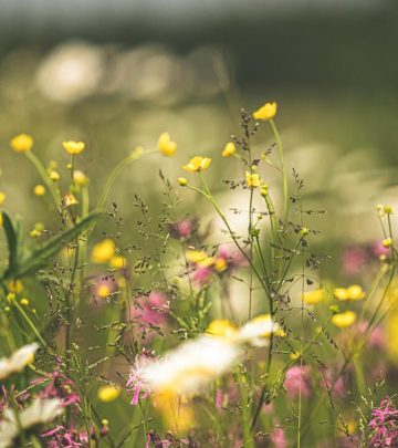 noordhoek open gardens 2022