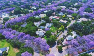 october johannesburg jacarandas man made forest