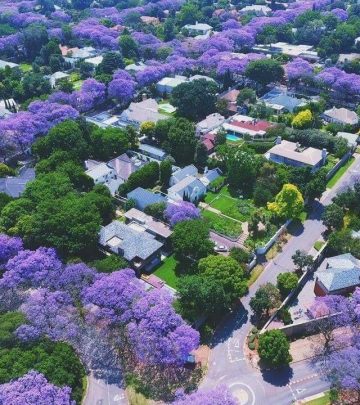 october johannesburg jacarandas man made forest