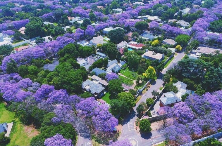 october johannesburg jacarandas man made forest