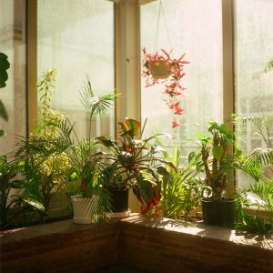 keep houseplants alive plant huddle