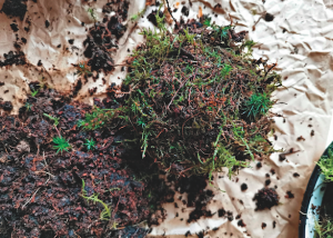 DIY moss ball