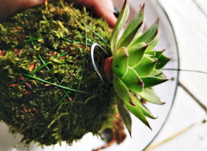 DIY MOSS BALL