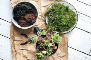 DIY MOSS BALL