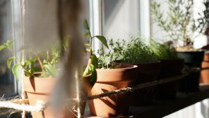 Growing herbs indoors