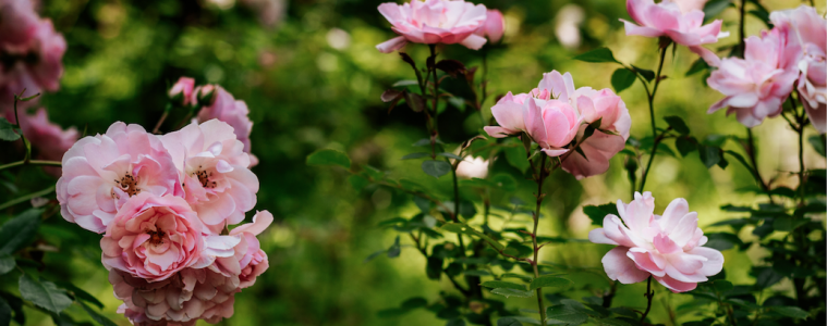 blooms