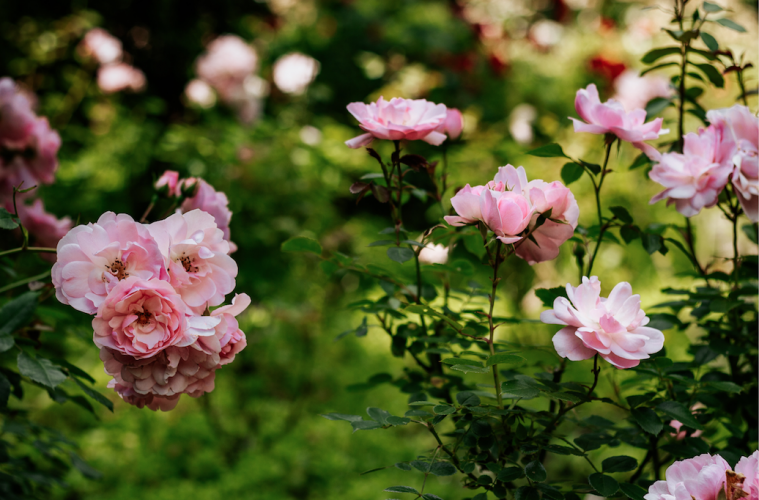 blooms