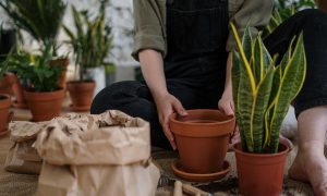 adult fungus gnats prevention