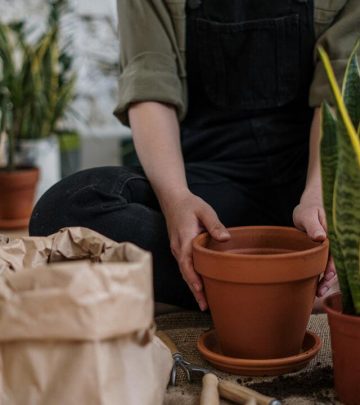 adult fungus gnats prevention