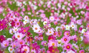 cosmos flowers