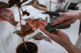 cottonbro Is Cleaning Houseplant’s Leaves Necessary?