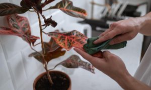 cottonbro Is Cleaning Houseplant’s Leaves Necessary?