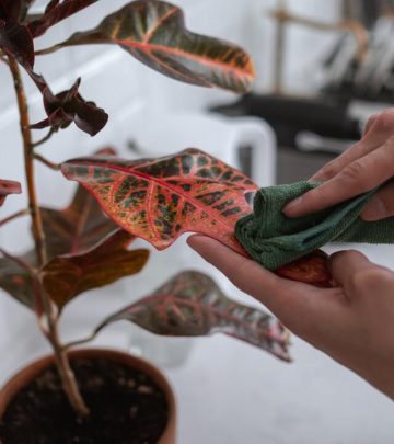 cottonbro Is Cleaning Houseplant’s Leaves Necessary?