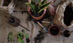 cottonbro how to make your own potting mix