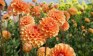 dahlias