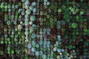 edgar castrejon how to tell if your rare succulents are poached