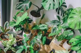 indoor plants don't purify air