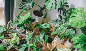 indoor plants don't purify air