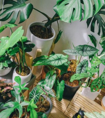 indoor plants don't purify air